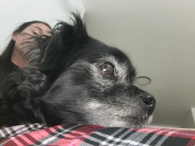 This close-up image depicts an indoor scene in Nesher, Israel. The primary subject is a medium-sized dog, predominantly black with significant graying around its muzzle, eyes, and ears, indicating age. Its right eye is clearly visible, appearing dark brown with a notable haziness. The dog is positioned with its head resting on a surface covered by a red, black, and white plaid fabric. In the upper-left background, a person with long, dark hair is partially visible and out of focus, positioned behind the dog's head, with only parts of their face discernible. The background consists of a plain, light-colored wall or ceiling.