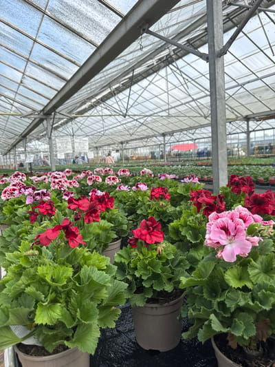 This image depicts the interior of a large commercial greenhouse or garden center, located in the Wyre Forest district of the United Kingdom. The foreground is dominated by numerous potted Pelargonium (geranium) plants, arranged in rows on a black ground cover. The flowers exhibit a variety of colors, including vibrant red, pale pink, deep burgundy, and variegated pink and white petals, all contained within uniform brown or grey plastic pots.
The greenhouse structure features a transparent roof composed of glass or polycarbonate panels, supported by a framework of galvanized metal beams, trusses, and vertical posts. Moisture or condensation is visible on the interior surface of the roof panels. In the mid-ground and background, additional rows of potted plants extend into the distance. Several blurred human figures are discernible in the background, moving within the facility, suggesting customers browsing or staff working. White rectangular signs with black lettering, displaying pricing information (including the "£" symbol), hang from the overhead structure. A distant red structure, possibly a building or large canopy, is partially visible through the far end of the greenhouse. The overall environment is well-lit by natural light filtering through the transparent roof.