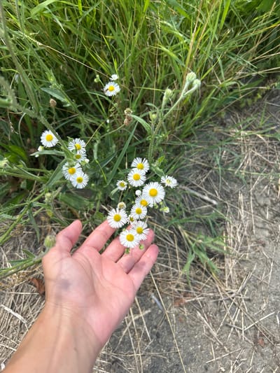 A hand with visible veins and a bruise is held near a cluster of small white daisies with yellow centers, growing in dry grass and green weeds. The background consists of more green grass and dry vegetation. The scene appears to be outdoors in a natural, uncultivated area.