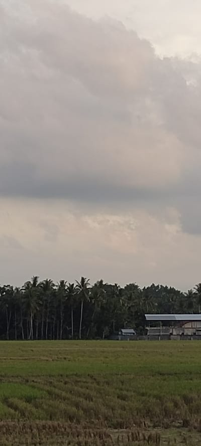 The image depicts a rural scene in Seuneubok, Indonesia, under an overcast sky. In the foreground, there is a harvested field with visible stubble. A line of palm trees and other vegetation is present in the middle ground. In the background, a building with a metal roof and open sides is visible. No people are visible in the image.