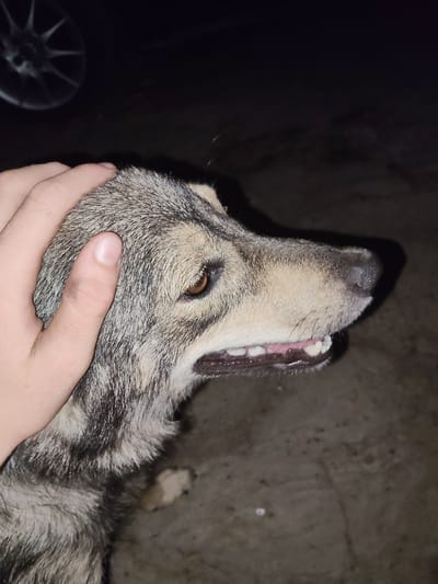 A human hand is seen petting a dog's head. The dog has gray and brown fur and its mouth is slightly open, revealing its teeth and pink gums. The background is dark and appears to be an outdoor environment with a concrete surface. A blurry image of a car wheel is visible in the upper left corner. The scene is likely taking place at night or in low light conditions. There is no indication of the specific location within Ucrainca, Moldova.