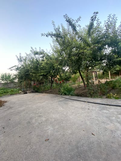 The image depicts an outdoor scene in a rural or semi-rural setting, likely in Боғистон, Tajikistan, given the provided context. The primary subjects are lush green trees with dense foliage, some bearing small red fruits, suggesting it's likely late summer or early autumn. The trees are positioned along a path or walkway paved with concrete.
The concrete surface, which takes up a significant portion of the right side of the frame, appears weathered and textured, with some debris such as dry leaves and small twigs scattered on it. A black, thick cable runs along the edge of the concrete. Beyond the trees on the left, there is a clear, pale blue sky, indicating daytime, possibly late afternoon or early morning due to the soft lighting and lack of harsh shadows.
In the background, behind the trees, there are hints of man-made structures, possibly fences or rudimentary buildings, and more vegetation. The overall impression is one of a peaceful, natural environment, perhaps a garden or a yard adjacent to a dwelling. There are no people visible in the image. The time of day appears to be during daylight hours, with soft, diffused light. The weather seems clear and calm. No text is visible in the image.