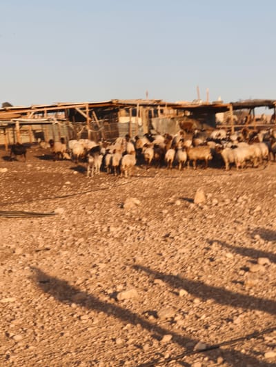 The image shows a flock of sheep and goats in an outdoor enclosure near a structure in Keidar, Palestinian Territories. The ground is covered in gravel and dirt, with some scattered rocks and shadows cast by an unseen object, likely a fence or structure, stretching across the foreground. In the background, a simple, rustic wooden structure with a corrugated metal roof stands, partially obscured by the animals. Several sheep and goats of varying sizes and colors, mostly white and brown, are gathered together. Some are standing, while others appear to be lying down or grazing. One dark-colored animal, possibly a dog, is visible in the far left of the image, near the enclosure. The sky above is a clear, light blue.