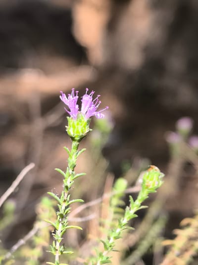 The image captures a close-up view of a small, purple flower with multiple delicate petals and stamens. The flower is blooming at the top of a green stem, which is covered in tiny hairs and small leaves. The stem is part of a larger plant, with more green foliage visible below. In the background, the scene is softly blurred, suggesting an outdoor setting. The colors in the background are muted browns and tans, with some hints of lighter, possibly sunlit areas. On the right side of the frame, another plant is visible, with a green bud or undeveloped flower. In the lower right portion of this bud, a small, red and black ladybug can be observed. The overall impression is one of a natural environment, possibly a garden or wild area, with a focus on the delicate details of the flora. There are no identifiable structures or landmarks that would indicate a specific location within the Municipality of Meyisti, Greece.