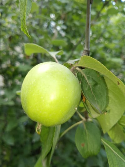 A close-up shot captures a single, unripe green apple hanging from a tree branch, surrounded by lush green foliage. The apple is the central subject, with its smooth, round surface reflecting the light. Its color is a vibrant, uniform green, with a few subtle lighter speckles visible.

The apple is attached to the branch by a thin stem, and a small, dried piece of stem or flower remnants hangs below it. Several green leaves surround the apple, some of which are folded or partially obscuring the view. The leaves appear healthy, with visible veins. The branch itself is visible in the upper right portion of the image, a slender, grey-brown woody stem.

The background is a soft blur of green, indicating a densely leaved tree or shrubbery. The out-of-focus quality of the background suggests a shallow depth of field, drawing attention to the apple. The lighting appears natural, likely daylight, with highlights on the apple's surface. There are no visible people or any specific activity taking place beyond the natural growth of the fruit on the tree.

The setting is an outdoor environment, likely a garden or orchard. Given the context, this scene is situated in Ijevan, Armenia. The time of day appears to be daytime, and the weather seems calm, with no indication of wind or rain. The overall mood is natural and serene, focusing on the simple beauty of a developing fruit. There is no visible text in the image.