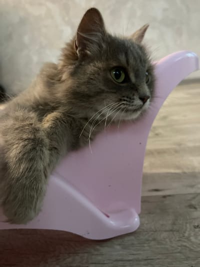 A fluffy, grey cat with green eyes is resting in a pink plastic pet carrier. The cat is looking to the right, with its body partially visible as it reclines. Its front paw is resting on the edge of the carrier. The background shows a wall with a textured pattern and a wooden floor. The scene appears to be indoors, likely in a residential setting. There are no people visible in the image.