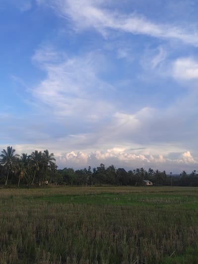 The image depicts a rural landscape in Ietarek Dua, Indonesia, characterized by a harvested rice field in the foreground and a dense line of tropical trees, including palm trees, in the middle ground. A single, small, light-colored house is partially visible amidst the trees on the right side of the frame. The background features rolling hills under a vast sky filled with a mix of wispy cirrus clouds and larger, cumulus clouds. The overall impression is one of tranquility and natural beauty, typical of a rural Indonesian setting.