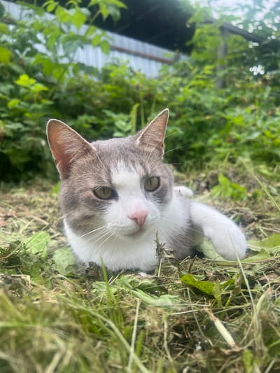 An adult domestic cat with gray and white tabby markings is lying in cut grass in a yard. The cat's head is turned towards the camera, and its eyes are open. The background consists of lush green foliage and a dark, indistinct structure, possibly a building or fence. The image is taken from a low angle, making the cat appear prominent in the foreground. The scene is outdoors, in what appears to be a rural or suburban setting, consistent with a location in Yelnya, Russia, where a yard with vegetation and an outbuilding would be common.
