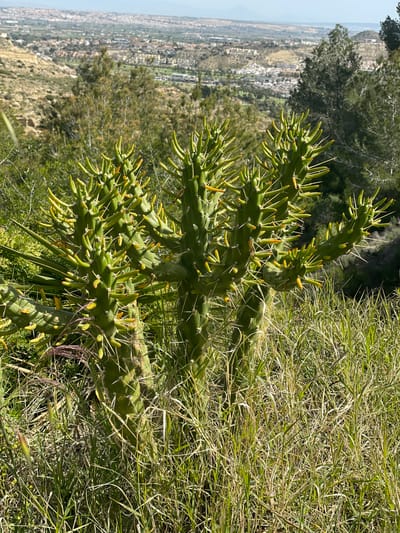 The image shows a cylindrical cholla cactus growing on a hillside in Rojales, Spain, with a cityscape visible in the background. The cactus is green and has many spines. It is surrounded by other vegetation, including grass and small shrubs. The cityscape is composed of buildings of varying heights and colors. The sky is visible in the distance, it is light blue and clear.