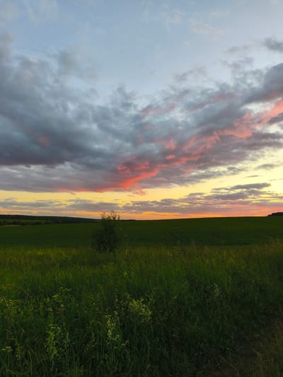 This is a vertical, full-shot photograph of a rural landscape at sunset. The scene depicts a vast, green field that extends to the horizon, where it meets a dense line of trees. In the foreground, the grass is tall and wild, with some small white wildflowers scattered throughout. A solitary, leafy bush stands in the middle ground, breaking the uniformity of the field.
The sky is a dramatic spectacle of color. Dark, heavy clouds dominate the upper portion of the image, tinged with shades of gray and purple. Below these, streaks of vibrant pink and orange paint the sky, transitioning into a soft yellow glow closer to the horizon, indicating the setting sun. The overall atmosphere is serene and picturesque, evoking a sense of peacefulness. The time of day is clearly sunset, with the soft, warm light casting a gentle glow over the landscape. The location is identified as Dolzhikovo, Russia, suggesting a natural, undeveloped rural environment. There are no people or discernible man-made objects, emphasizing the natural beauty of the scene. No text is visible in the image.