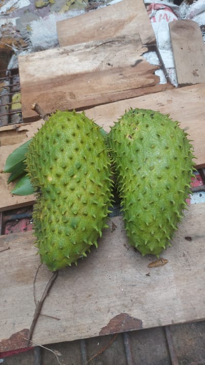 Two soursop fruits, green and spiky, are positioned on a wooden surface in what appears to be an outdoor environment in Meunasahblangara, Indonesia. The fruits are the primary subjects, with one slightly larger and positioned to the left of a smaller one. They rest on weathered wooden planks, some of which show signs of decay and rough texture. Behind the fruits, additional wooden pieces and some patchy fabric or sacking are visible, suggesting a rustic or possibly discarded setting. A few green leaves are also present near the left fruit. The overall scene is candid and unposed, capturing the natural state of the fruits and their surroundings.