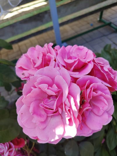 This media file features a close-up, vertical shot of a cluster of vibrant pink roses. The roses are the primary subject, with their petals in various stages of bloom, creating a soft, layered effect. A small, dark insect is visible on one of the petals towards the left side of the frame.
In the background, out of focus, are hints of a setting. There are diagonal green bars and a blue vertical post, suggesting some sort of structure like a fence or trellis. The ground beneath appears to be paved with light-colored rectangular stones. The lighting suggests it is daytime, with bright sunlight casting shadows and highlights on the rose petals, indicating a sunny day. The overall mood is peaceful and natural, focusing on the beauty of the flowers. The location context provided is Акцябрскі сельскі Савет, Belarus. There is no visible text in the image.