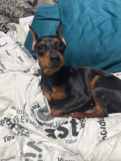 A Miniature Pinscher dog is positioned centrally on a bed in an indoor setting in Yasynivka, Ukraine. The dog has short, sleek black and tan fur, erect pointed ears, and is looking directly forward. Its front paws are tucked beneath its chest. The bedding consists of a white sheet or duvet cover printed with various English words in black and gray, including "View," "Need," "Make," "Credibility," "Tips," "Value," and "Improve." A teal-colored pillow is visible to the dog's right, and a dark floral-patterned item, possibly a headboard or additional bedding, is visible behind the pillow on the upper left side of the frame. No other individuals or actions are depicted.