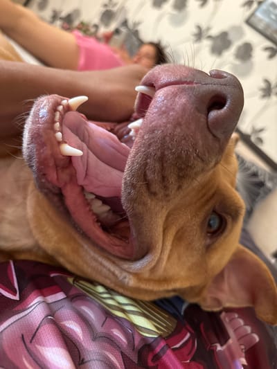 A close-up, low-angle shot of a tan-colored dog with its mouth open, revealing its teeth and pink tongue. The dog's face is the main focus, filling much of the frame. A person's arm is visible under the dog's head. A person in a pink shirt is visible in the background. The background includes a white and gray floral patterned blanket. The dog is indoors. The location is not identifiable as Mihailovo, Bulgaria.