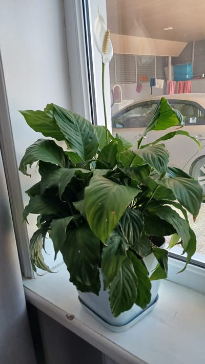 A peace lily plant with large, dark green leaves and a single white spathe with a prominent spadix sits in a white pot on a white windowsill. Behind the plant, through a window, is a blurred view of an outdoor scene. This outdoor scene includes a light-colored car, hanging laundry, and architectural elements. The overall impression is of an indoor plant placed on a windowsill with a view of an exterior environment.