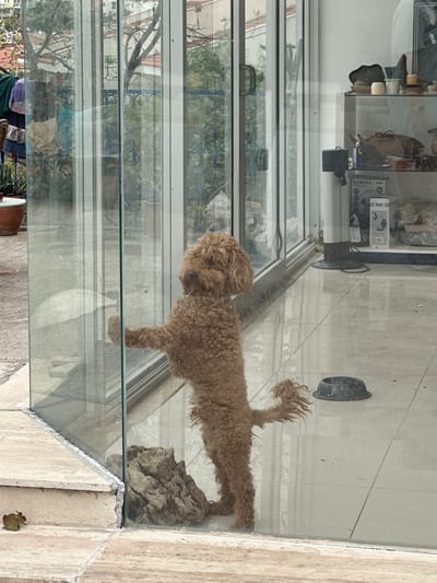A medium-sized, brown poodle stands on a light-colored tiled surface, partially enclosed by glass panes. The dog's tail is raised. The location, inferred from the surrounding environment, is Datça, Turkey. The glass panels reflect an external view of trees and buildings. Through the glass, other objects and a dog bowl are visible.
