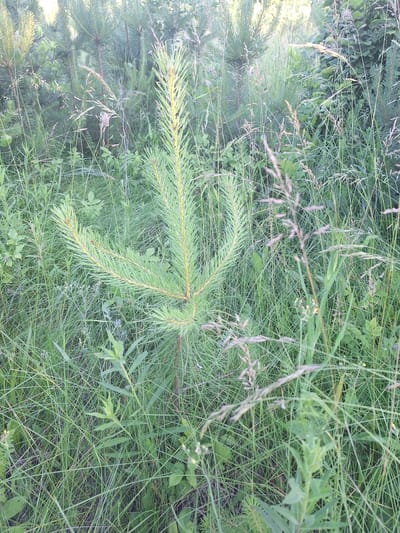 A close-up, medium shot captures a small pine sapling growing amidst a dense and varied collection of green grass and other vegetation. The sapling, positioned slightly left of center, is the primary subject, with its light green needles and light brown trunk clearly visible. The surrounding environment is a mix of tall, thin blades of grass, some with seed heads that appear dry and pale, and broader green leaves of other plants. In the background, several larger pine trees are visible, their needles darker green and their forms more mature. The lighting suggests it is daytime, with sunlight filtering through the foliage, creating some highlights and shadows. The overall impression is a natural, untamed patch of vegetation, likely in a rural or semi-rural setting. The scene is devoid of any human presence or activity.
