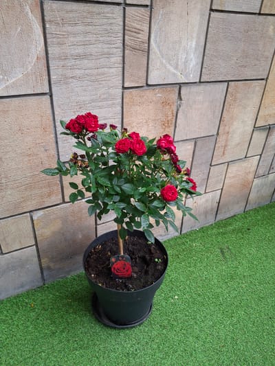 A potted miniature rose bush with multiple red blooms and green leaves sits on artificial turf. The pot is black, and a small plant tag with a red rose image is stuck in the soil. Behind the plant is a wall constructed of large, light-brown, rectangular stone tiles with a textured, horizontal grain. The wall appears to be outdoors, possibly in a courtyard or garden area. The lighting suggests it is daytime.