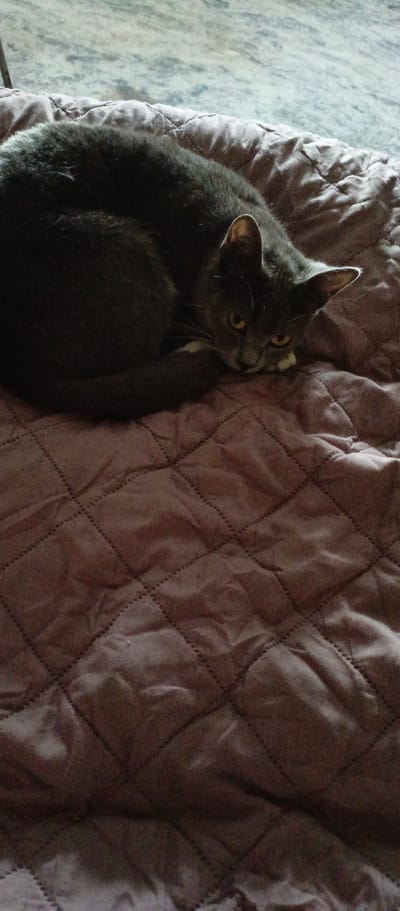 A grey cat is curled up on a dark purple quilted blanket, resting its head on its paws. The cat has yellow eyes and white markings on its chest and paws. The blanket is spread out on a surface that appears to be a floor or bed. The background is out of focus and shows a textured surface, possibly a rug or carpet. The image is a vertical shot taken from a slightly elevated angle. The scene depicts a domestic animal in a relaxed state within an indoor setting. There are no specific geographical landmarks that indicate the location in the city of Kashira, Russia.
