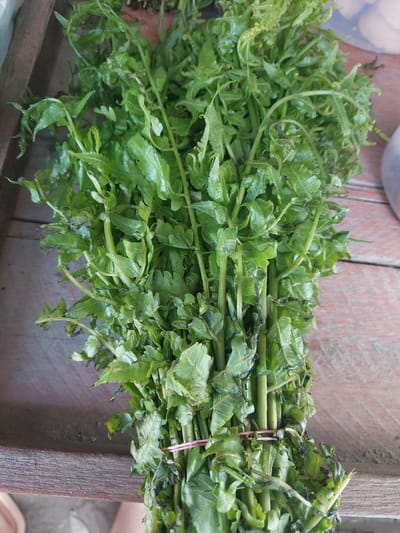 A close-up, eye-level shot shows a large bunch of fresh fern shoots, likely for consumption, tied with a pink rubber band. The fern fronds are bright green and tightly packed, with some unfurling. They are arranged on a wooden surface, possibly a market stall. The wood appears weathered and has a reddish-brown hue with visible grain. The background is slightly out of focus, but suggests an outdoor setting, with hints of other items and a person's leg visible. The lighting is natural and appears to be from above. The image's composition focuses entirely on the fern shoots, emphasizing their texture and vibrant color. The scene is likely taking place in a market in Parit Baru, Indonesia, given the context of fresh produce being sold.