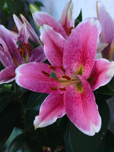 This is a close-up, eye-level, medium shot of several pink lilies, likely in a garden or floral arrangement. The flowers are the primary subjects, with one large lily prominently featured in the foreground, displaying vibrant pink petals speckled with darker pink dots. The petals have white edges, and the stamen are a deep reddish-brown. The background is dark and out of focus, composed of green foliage and a textured, light-colored surface, possibly a wall or building. There are no people or animals visible, and no discernable urban elements that would place the image in Derschen, Germany. The lighting is soft, highlighting the texture and detail of the flowers.
