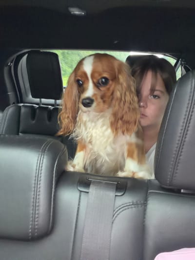 A young person is lying down in the backseat of a car, with their head resting on the seat and looking towards the camera. A Cavalier King Charles Spaniel is lying next to them, also looking at the camera. The dog has tan and white fur and is alert. The background outside the car appears to be green trees, suggesting an outdoor setting. The interior of the car is dark leather. The lighting suggests it could be daytime, possibly overcast given the diffused light. The scene conveys a sense of comfort and companionship between the person and the dog in the car. There is no visible text.