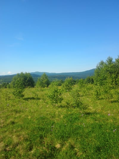 The image depicts a verdant, hilly landscape under a clear blue sky. In the foreground, a grassy meadow is dotted with scattered young trees and small wildflowers, predominantly purple and yellow. The middle ground features a more dense arrangement of trees, some of which are mature, forming a lightly wooded area. Beyond this, a series of rolling hills covered in dark green forests stretch towards the horizon. The far distance is marked by the silhouettes of larger, undulating mountain ranges against the bright sky. The overall impression is of a natural, uncultivated rural environment. The location is identified as Verkhnia Yablunka, Ukraine.