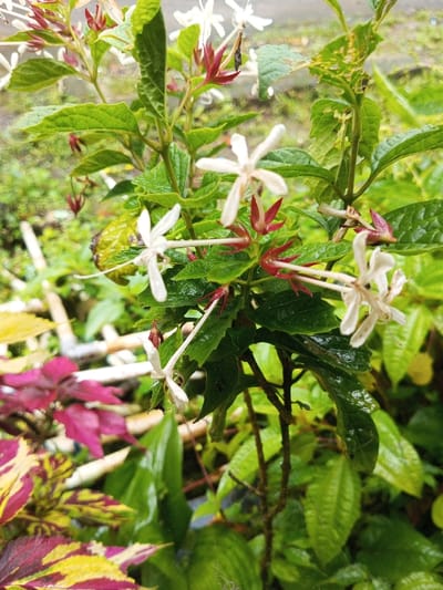 A plant with glossy green leaves and white, star-shaped flowers stands out. Crimson red bracts surround the base of each flower, creating a vibrant contrast. Some leaves exhibit minor damage, adding a touch of imperfection. Other colorful plants are in the background. The overall scene is lush and vibrant, showcasing the unique beauty of the flowering plant.