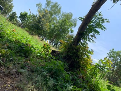 The image displays an overgrown, sloping natural environment in Kubi A, Nigeria, observed during daylight under a clear blue sky. The foreground and mid-ground feature a steep incline densely covered with various shades of green foliage, including grasses, shrubs, and broad-leaf plants. Scattered brown earth and some light-colored debris are visible on the ground at the bottom left. A tree trunk, covered with small green compound leaves, extends diagonally upwards from the lower right of the frame. In the background, numerous trees with green foliage are present, with one tree near the upper center exhibiting yellow blossoms or leaves. A faint, light-colored vertical structure is partially visible through the trees in the distant upper left quadrant. There are no people, animals, or explicit activities depicted.