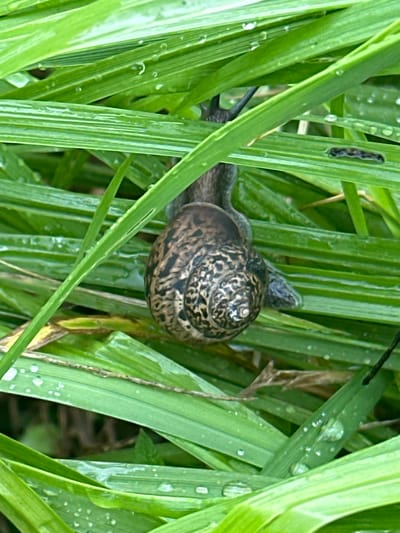 A close-up, eye-level shot captures a snail with a patterned shell nestled among vibrant green grass blades. The grass appears wet, with numerous water droplets clinging to its surface, suggesting recent rain or dew. The snail's shell exhibits a spiral pattern in shades of brown and black, contrasting with the bright green of the surrounding foliage. Part of the snail's body, a dark, leathery texture, is visible as it emerges from its shell and adheres to a grass blade. The overall scene is natural and serene, evoking a sense of a tranquil, damp environment. The lighting is diffused, indicating it could be early morning, late afternoon, or an overcast day. The detailed focus on the snail and the wet grass highlights the textures and organic elements of the natural setting. The location context of Khlypnivka, Ukraine, places this scene within a rural or natural landscape typical of the region. There is no visible text in the image.