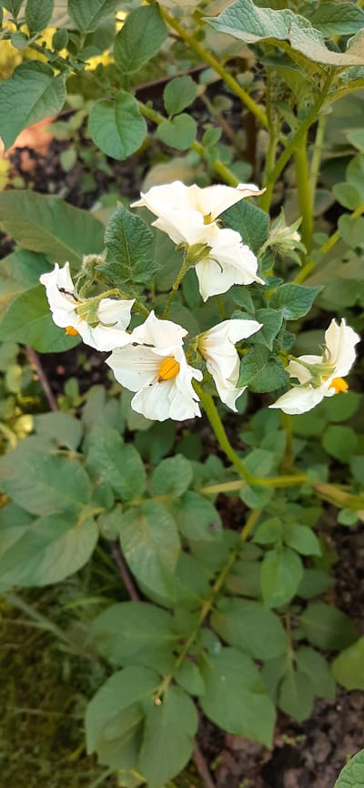 The image shows a cluster of white potato flowers with yellow centers, blooming on a potato plant. The flowers are in various stages of bloom, with some fully open and others partially closed. The leaves of the plant are a vibrant green, and the background is a soft blur of green foliage and dark soil, suggesting a garden or natural setting. One of the flowers has a small ant crawling on its petals, adding a touch of life and detail to the scene. The overall impression is one of natural beauty and the flourishing of plant life. The image was taken outdoors in the city of Былина Снт, Russia.