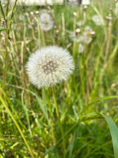 A close-up, eye-level shot features a fluffy dandelion seed head in the foreground, its white, feathery seeds appearing ready to disperse. The dandelion is set against a blurred background of green grass and other dandelion seed heads, suggesting a natural, outdoor environment. The lighting appears to be natural daylight, casting a soft glow on the scene. The image was taken in Raskaty, Russia, and depicts a common scene of a field of dandelions in bloom or gone to seed.