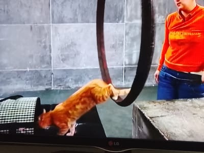 A ginger cat is in the process of jumping through a dark hoop. The cat is positioned horizontally, with its front paws extended forward and its hindquarters trailing behind. It appears to be mid-air, demonstrating agility and athleticism.
To the left of the cat, a black and white checkered bag is visible, possibly a prop or part of the setting. In the background, a person wearing an orange sweater and blue jeans is partially visible, looking towards the cat. The backdrop consists of a gray, tiled wall, suggesting an indoor or studio environment. The lighting appears to be artificial, casting some shadows and highlighting the cat's fur.
The scene seems to capture a moment of animal training or performance. The environment is likely a controlled space, given the presence of the hoop, the tiled wall, and the person observing. No specific time of day or weather conditions can be inferred from the image. The overall mood is one of action and perhaps anticipation of the cat's successful jump.
There is some text visible on the screen at the bottom, appearing to be an "LG" logo. No other significant text is discernible in the image.