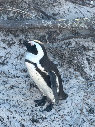 A high-angle, daytime shot shows an African Penguin lying on a beach in Simon's Town, South Africa. The penguin's plumage is black and white, with a distinctive band of black across its chest. The bird lies on a beach littered with small twigs, leaves, and scattered debris over a light-colored sandy surface. To the left is a tree trunk.
