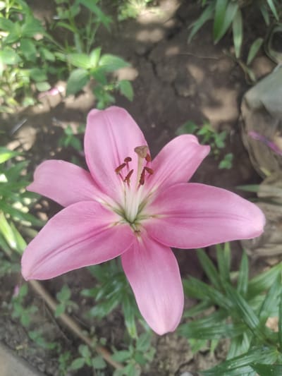 A close-up, top-down shot showcases a vibrant pink lily in full bloom. The flower's six delicate petals, with their slightly curved tips, radiate outwards from a central stamen cluster. The stamens themselves are a rich, earthy brown, tipped with darker anthers. The lily is positioned against a backdrop of rich, dark soil, interspersed with lush green foliage. Small, green shoots emerge from the soil around the flower, adding to the natural setting. The lighting suggests it is daytime, with dappled shadows indicating the presence of overhead foliage. The scene is likely outdoors, perhaps in a garden or park in Yelizavetinskaya, Russia. There are no people or animals visible in the image.