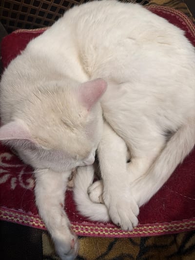 A white cat is curled up asleep on a red cushion in Аргамак, Russia. The cat's eyes are closed, and its head is tucked into its body. Its tail is wrapped around its body. The cushion is patterned with a floral design. The cat appears to be comfortable and relaxed. The overall environment is domestic and peaceful.