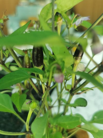 The image shows a close-up view of a chili pepper plant. Several small green and dark purple chili peppers are visible, along with a few delicate light purple flowers and numerous green leaves. The plant's stems are visible, some with reddish-purple streaks. The background is blurred, but appears to be an indoor or sheltered setting with hints of other objects and light. The specific location in Pociumbeni, Moldova is not depicted in the image.
