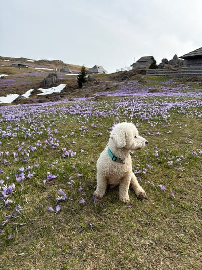 A white, fluffy dog with a turquoise collar sits on a field of grass scattered with purple flowers, likely crocuses. The dog is facing away from the viewer and slightly upward. In the background, there are buildings perched on a hillside, with patches of remaining snow nearby. The sky is overcast. The location is likely Velika Planina near Kamnik, Slovenia, known for its shepherd settlements and fields of spring crocuses.