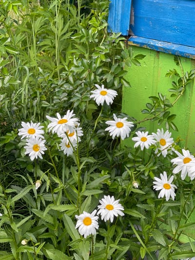 The image depicts a close-up view of white daisies with yellow centers, growing in lush green foliage. In the background, a portion of a structure painted in bright green and blue is visible. The scene is outdoors, likely in a garden setting. There are no people or animals present. The lighting suggests it is daytime, with soft, diffused light.