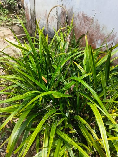 A clump of variegated, green and yellow, spiky plants with long, slender leaves dominates the frame. Delicate flowering stems bearing tiny, blue flowers are interspersed amongst the foliage. Behind the plants is a weathered wall with a curved pipe or tube running across it, creating a simple backdrop. The setting seems to be a garden or natural outdoor area.