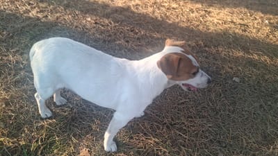 A white and brown Jack Russell Terrier stands on dry, brown grass in an outdoor setting. The dog is facing to the right, with its tongue slightly out. Sunlight casts shadows on the ground. The location is identified as Navasvyerzhanskiy Selsoviet, Belarus.