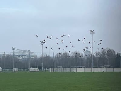 This media file depicts an outdoor football (soccer) field under an overcast and hazy sky in Montigny-lès-Metz, France. A large flock of dark birds, likely rooks or jackdaws, is actively flying across the sky, predominantly in the right half of the frame, silhouetted against the bright, diffused light.
The foreground features a neatly cut green grass pitch, which appears empty with no players or activity visible. The field is bordered by a white fence system and goalposts are visible at the far end, suggesting a sports complex. Two tall stadium floodlight poles stand prominently within the scene; one is positioned towards the center-left and the other further right.
In the mid-ground, a line of bare trees stretches across the width of the image, partially obscuring the background. Beyond the trees, on the left side, a large stadium or arena with a distinctive white, arched roof structure is visible through the atmospheric haze. Other distant buildings and structures are faintly discernible on the horizon. The weather conditions are characterized by a uniformly grey, overcast sky, resulting in soft, flat lighting across the entire scene. There is no visible text in the image, and no people are present, lending a tranquil or somewhat deserted atmosphere to the sports venue.