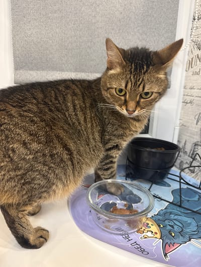 A tabby cat stands on a white surface in front of a window with a grey textured blind. The cat is looking downwards with its head tilted slightly. In the foreground, to the right of the cat, is a clear glass bowl containing cat food. Behind the glass bowl is a black cat food bowl on a black metal stand. The background appears to be a kitchen or dining area with a curtain or tapestry visible on the right. The scene is indoors, likely in a residential setting in Zelenopol'skii, Russia.
