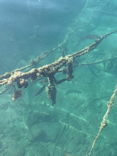The image depicts underwater ropes covered in marine growth, with several fish swimming around them. The water is clear and turquoise. The ropes are heavily encrusted with what appears to be algae or barnacles. The fish appear to be slender and silver in color. Given the details in the image and the specified location, it is highly likely that the photo was taken in the harbor of Grad Rovinj, Croatia. The ropes are likely those used to secure boats, and the fish are commonly found in the Adriatic Sea.
