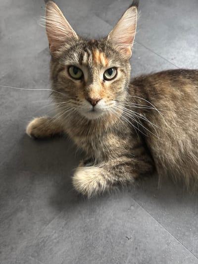 A cat with tabby markings and green eyes is lying on a gray tiled floor. The cat is facing the camera, with its head slightly tilted to the left. Its ears are pointed upwards, and its whiskers are prominent. The cat's fur is a mix of brown, black, and orange. One of its paws is visible, resting in front of its body. The background is a plain gray floor with faint lines indicating tiles. There is no indication of the city of De Panne, Belgium in the image.