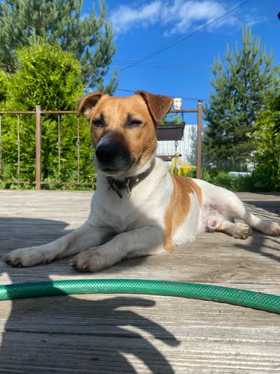 A Jack Russell Terrier is lying on a wooden deck outdoors, with a green garden hose in the foreground. The dog is predominantly white with tan markings on its head and back. It is wearing a dark collar and appears relaxed. Behind the dog, there is a fence, lush green bushes, and trees, with a bright blue sky and white clouds visible above. The scene is set in the city of Bol'shoe Zaborod'e, Russia.