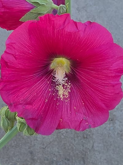 A close-up, eye-level, vertical shot features a vibrant pink hollyhock flower, its petals unfurled and displaying delicate veins. The center of the flower is a bright yellow, surrounded by a halo of thin, white stamens dusted with yellow pollen. To the left of the main flower, another partially visible pink hollyhock is in the background, accompanied by several green buds and stems. The flower is set against a muted, gray, textured surface, possibly a wall or pavement, suggesting an outdoor urban setting in Shiklar, Uzbekistan. The lighting is natural and diffused, casting soft shadows and highlighting the texture of the petals.