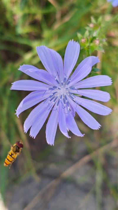 In Goczałków, Poland, a close-up, vertical, eye-level shot features a single, light purple chicory flower with serrated petals. The flower's center is intricate with delicate blue stamen. To the lower left, a hoverfly with yellow and black stripes hovers in mid-air. The background consists of blurred green foliage and soft brown earth, suggesting an outdoor, natural environment.