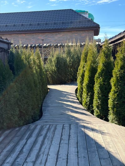 The image displays an outdoor residential or garden scene in Skotnoe, Russia, under clear blue skies with minimal cloud cover. A weathered, light-grey wooden plank pathway, approximately 2 meters wide in the foreground, curves gently into the midground, narrowing as it recedes. The pathway is illuminated by direct sunlight, casting elongated shadows across its surface.
Two parallel rows of uniformly shaped, conical evergreen trees, approximately 2 to 3 meters in height, flank the pathway. The trees appear healthy and well-maintained. Behind the leftmost row of trees, a denser mass of similar evergreen shrubbery is visible.
In the background, on the left side, the facade of a building constructed with red-brown bricks is partially visible, topped with a dark, ridged tiled roof. A dark brown downspout is affixed to the building's corner, and a string of white icicle-shaped lights hangs from an overhang. A green tarp covers a section of the roof further back, possibly indicating ongoing construction or stored materials. To the right of this building and above the trees, a low wall or fence made of stacked dark stones or bricks is visible, behind which a large, neatly stacked pile of cut firewood is present. A slender, metallic vertical pipe, consistent with a chimney or vent, rises from behind the firewood stack. A portion of another building with a dark tiled roof is visible in the background on the right. No people or animals are present.