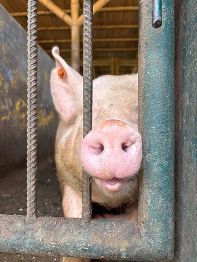 A close-up, eye-level photograph captures the head of a domestic pig within a metal enclosure in Quimbaya, Colombia. The pig, primarily light-colored, faces directly towards the viewer with its pink snout centered in the frame, displaying two prominent nostrils and a partially open mouth with a small portion of its tongue visible. Its left ear is visible in the upper left, adorned with a circular orange ear tag. The pig's body extends backward from its head, partially obscured by the foreground elements. The foreground consists of the enclosure's barrier, constructed from vertical, rusty, ridged metal rebar bars and a wider, weathered dark green metal beam on the right. A horizontal bar is present at the bottom, partially cutting off the pig's lower face. The background reveals a dirt floor within the enclosure and a simple structural element, possibly a wall, to the left. Above, a roof structure composed of multiple light-colored wooden or bamboo beams is visible, suggesting an open or semi-open shelter. No human subjects are present.